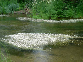 Ranunculus peltatus